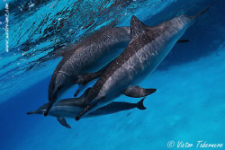 Sweet Dolphins!! by Victor Tabernero 